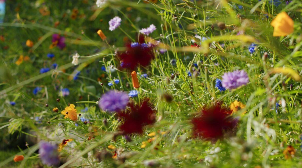 Flowers_02-Copy-2