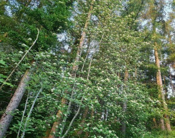Continuous Cover Forestry: Growing, Managing & Using Our Own Welsh Timber