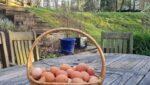 Erin’s Eggs: A Small Business with a Big Heart
